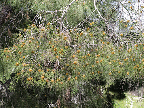Herabhängende Zweige
