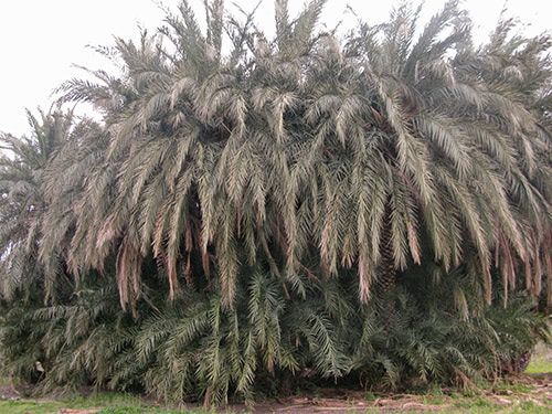 Palmenansammlung nahe dem Strand von Patara
