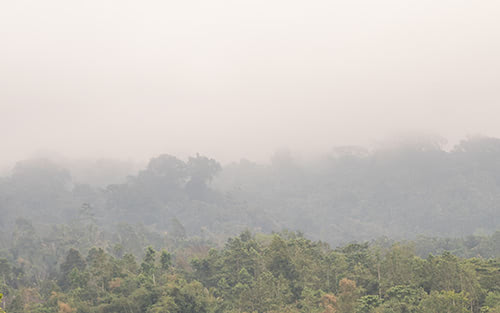 Blick auf Dschungel im Dunst