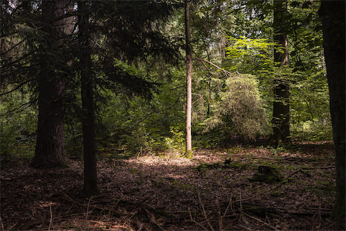 Sonnenspot auf Baum im Wald