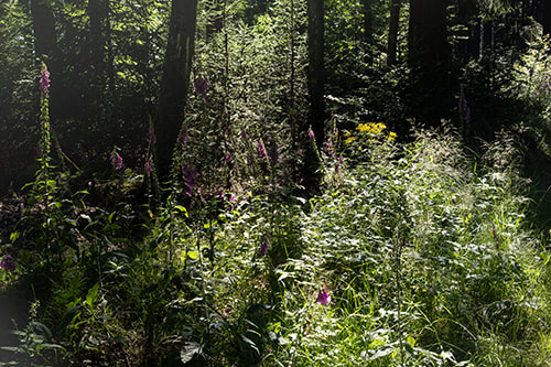 Blick auf blühende Blumen