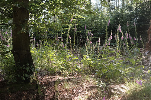 Blick auf blühende Blumen