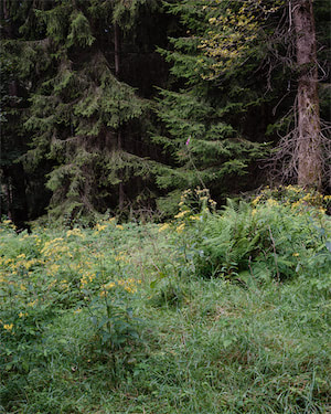 Waldausschnitt mit Fingerhut