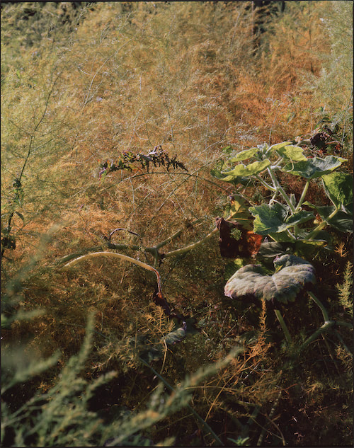 Verschlungene Pflanzen