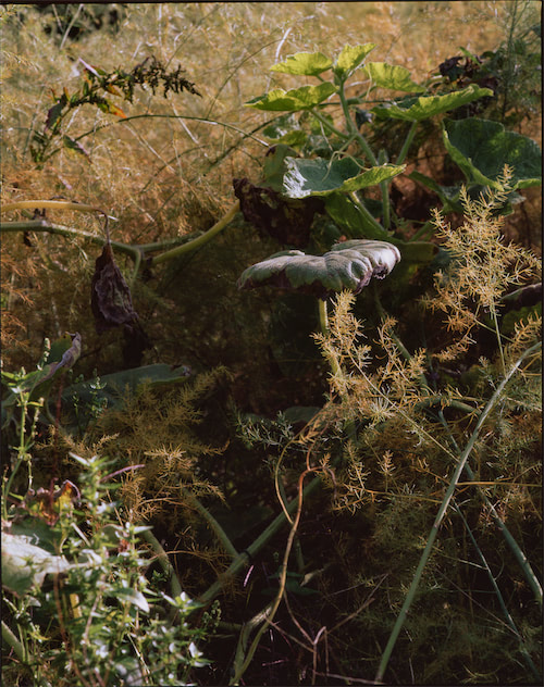 Verschlungene Pflanzen