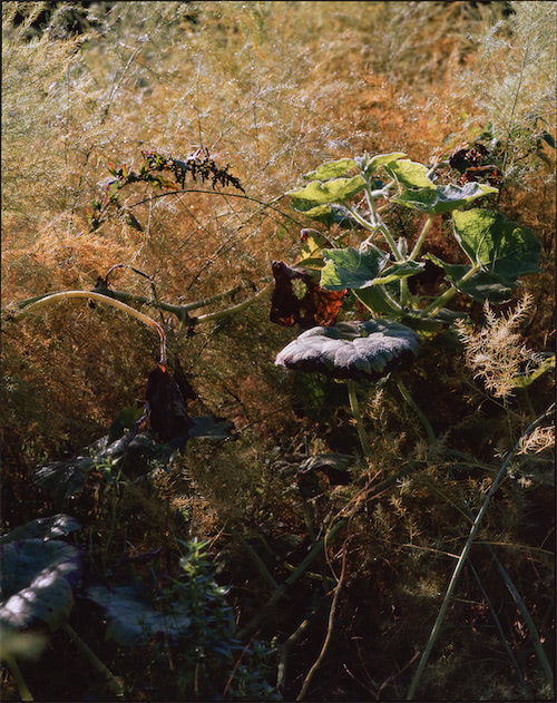 Verschlungene Pflanzen