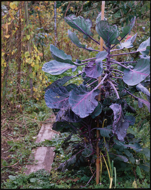 Gemüsestaude mit Pentax 6x7