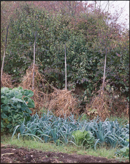 Gartenausschnitt mit Pentax 6x7