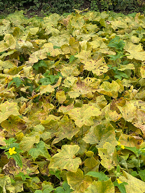 Ansicht Reiler Garten
