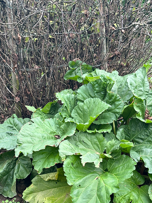 Ansicht Reiler Garten