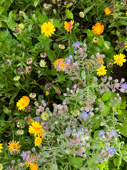 Ansicht Reiler Garten