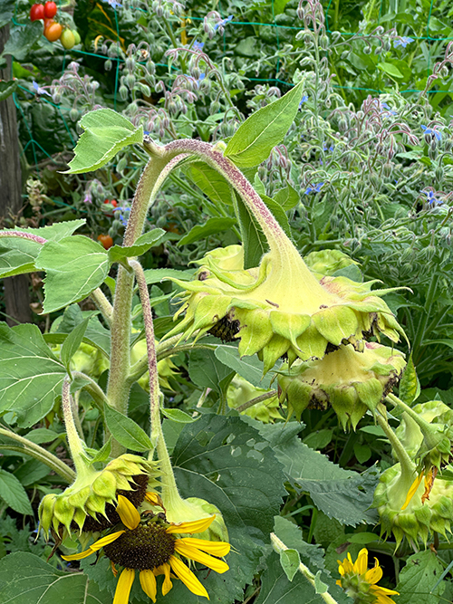 Ansicht Reiler Garten